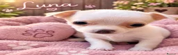 Chihuahua perros en venta: Chihuahua toy  - Anuncio 2