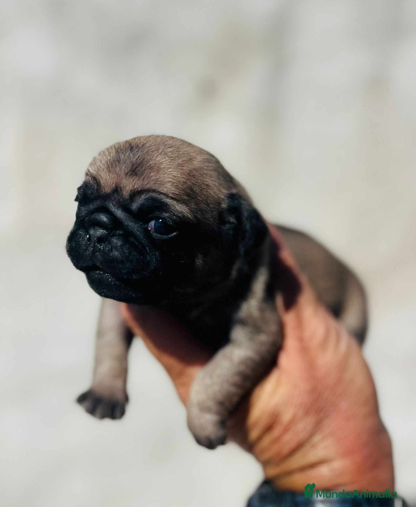 Carlino - Pug perros Carlino - pug hembra  - Anuncio 1