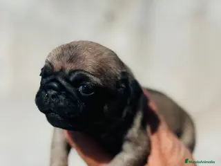 Carlino - Pug perros Carlino - pug hembra - Anuncio 2