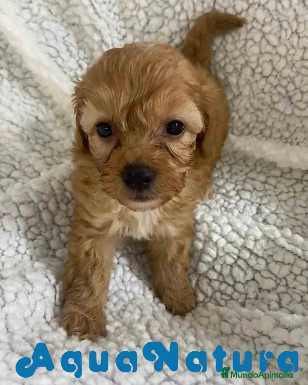 Havapoo perros en venta: Havapoo Hembra 2 de Haya y Can AQUANATURA - Anuncio 3