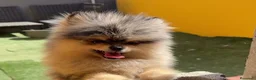 Pomerania perros en venta: Pomerania  - Anuncio 9