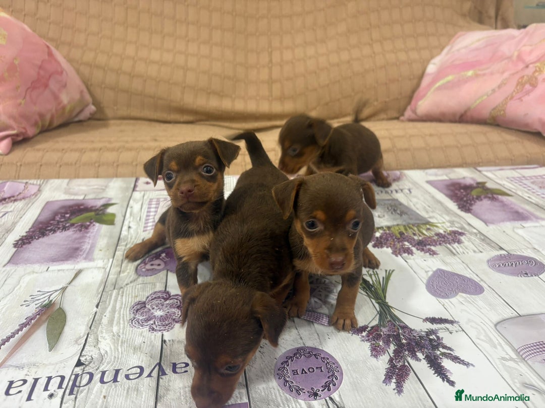 Pinscher Miniatura perros en venta: Pinscher miniatura chocolate  - Imagen 5