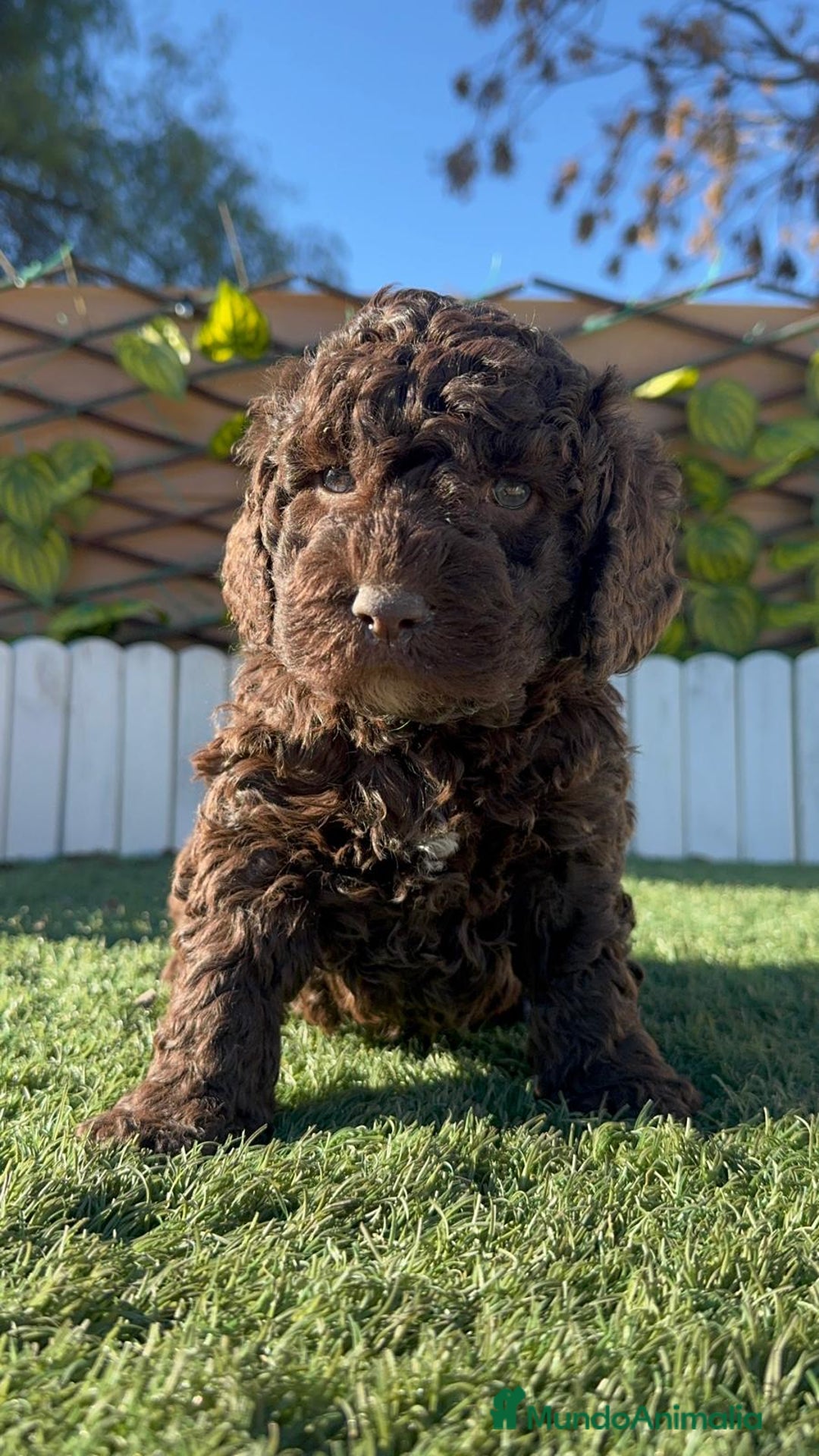 Perro de Agua Español perros en venta: PERRO DE AGUA ESPAÑOL MACHO - Anuncio 13