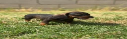 Teckel Miniatura perros en venta: Disponible Teckels Hembra de Calidad  - Anuncio 5