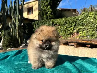 Pomerania perros POMERANIA TOY - Anuncio 1