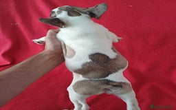 Bulldog Francés perros en venta: Bulldog Francés Vaquita - Imagen 3