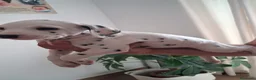 Dálmata perros en venta: Dalmata disponible  - Anuncio 3