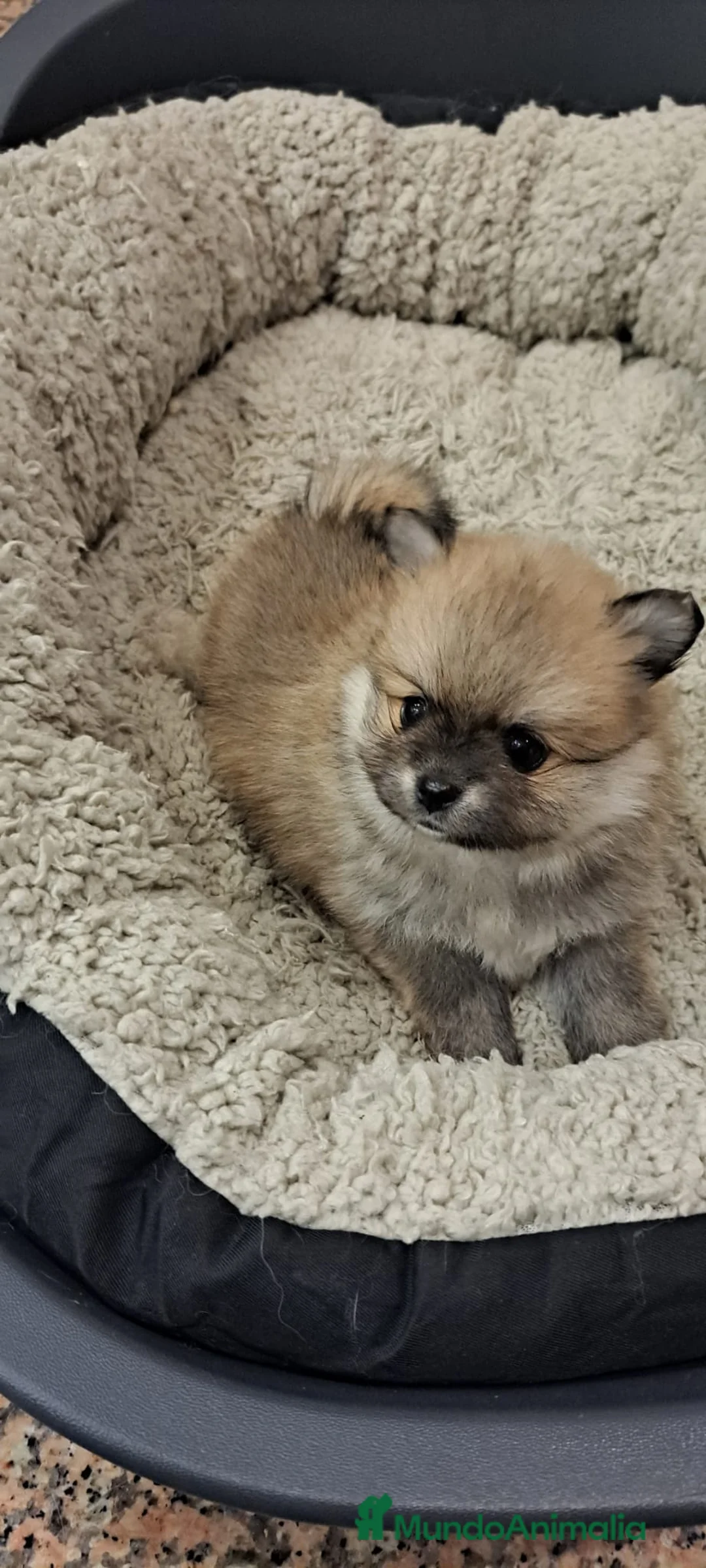 Pomerania perros en venta: Pomerania lulu Toy muy peluditos y chatitos  - Anuncio 4