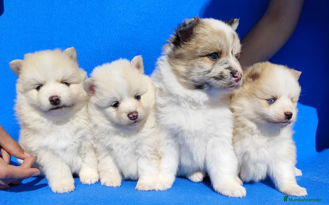 Raza Mixta perros en venta: Borderpom f2 - Anuncio 2