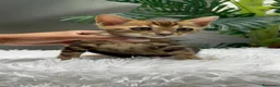 Bengalí gatos en venta: GATITA BENGALI COLOR MARBLE - Anuncio 3