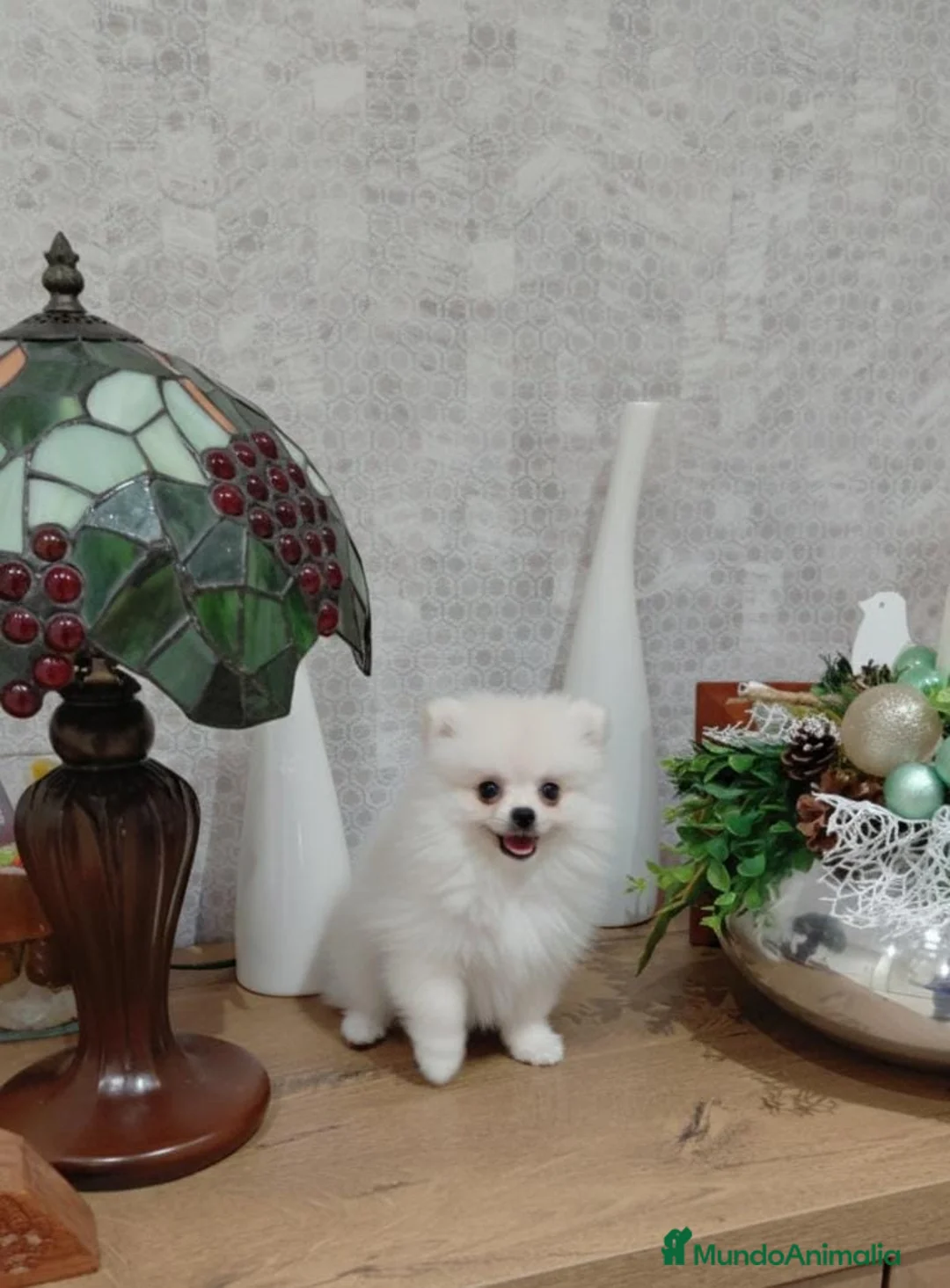 Pomerania perros en venta: Pomerania - Anuncio 1