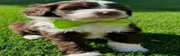 Perro de Agua Español perros en venta: PERRO DE AGUA ( TODA ESPAÑA )  - Anuncio 6