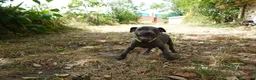 Staffordshire Bull Terrier perros en venta: Staffordshire bull terrier - Anuncio 17