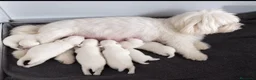 Bichón Maltés perros en venta: Bichon Maltés  - Anuncio 3
