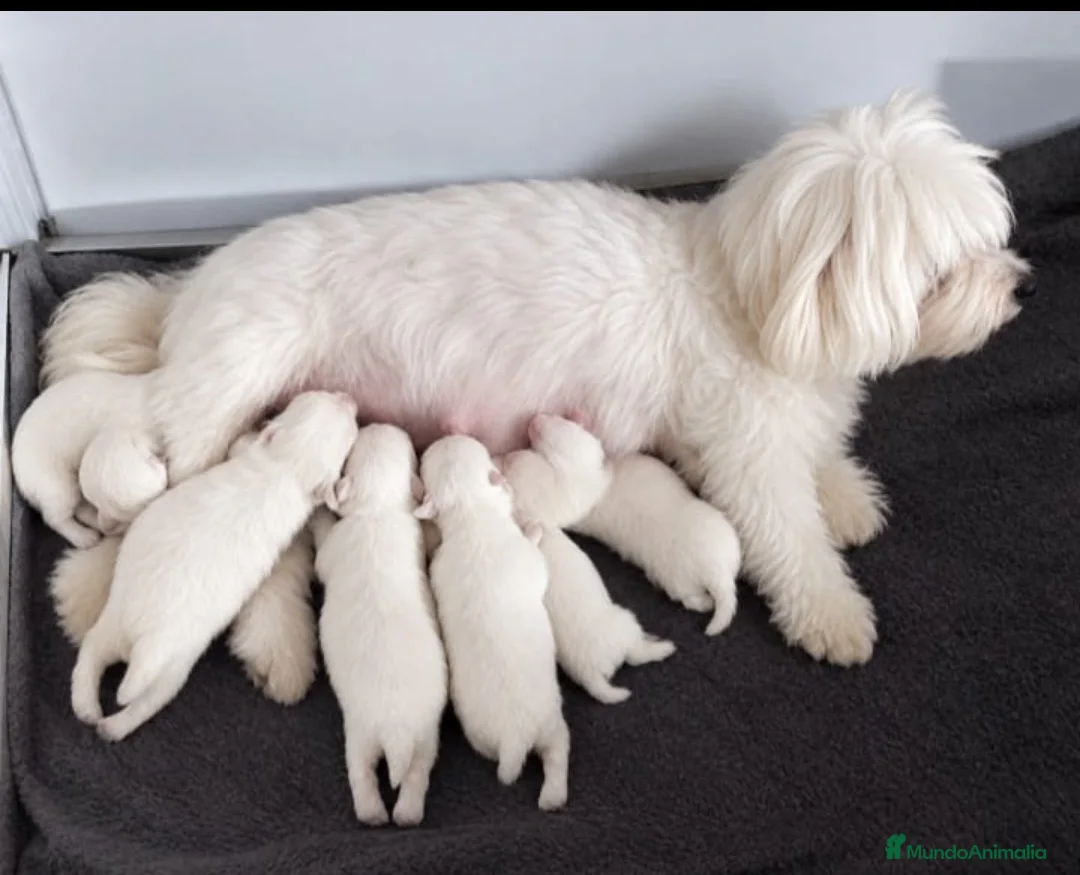 Bichón Maltés perros en venta: Bichon Maltés  - Anuncio 3