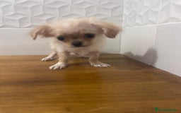 Chihuahua perros en venta: Chihuahuas - Imagen 5