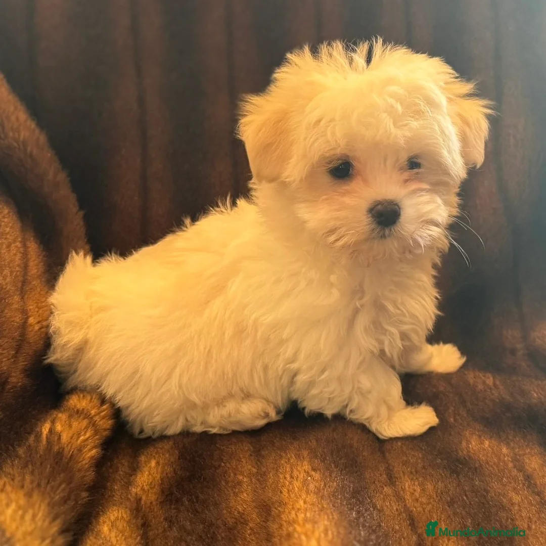 Bichón Maltés perros en venta: Bichón Maltés Línea Americana  - Anuncio 2