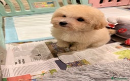 Caniche Toy perros en venta: Monísima Caniche Toy - Imagen 9