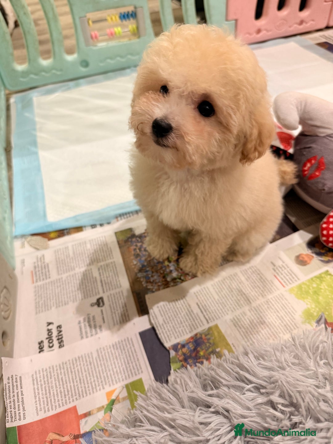 Caniche Toy perros en venta: Monísima Caniche Toy - Imagen 9
