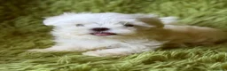 Bichón Maltés perros en venta: BICHÓN MALTÉS COREANO - Anuncio 1
