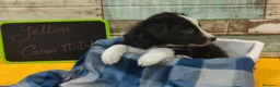 Border Collie perros en venta: Disponibles Border Collie - Entrega en septiembre - Anuncio 8