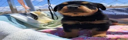 Rottweiler perros en venta: Bebés Rottweiler Machos  - Anuncio 1