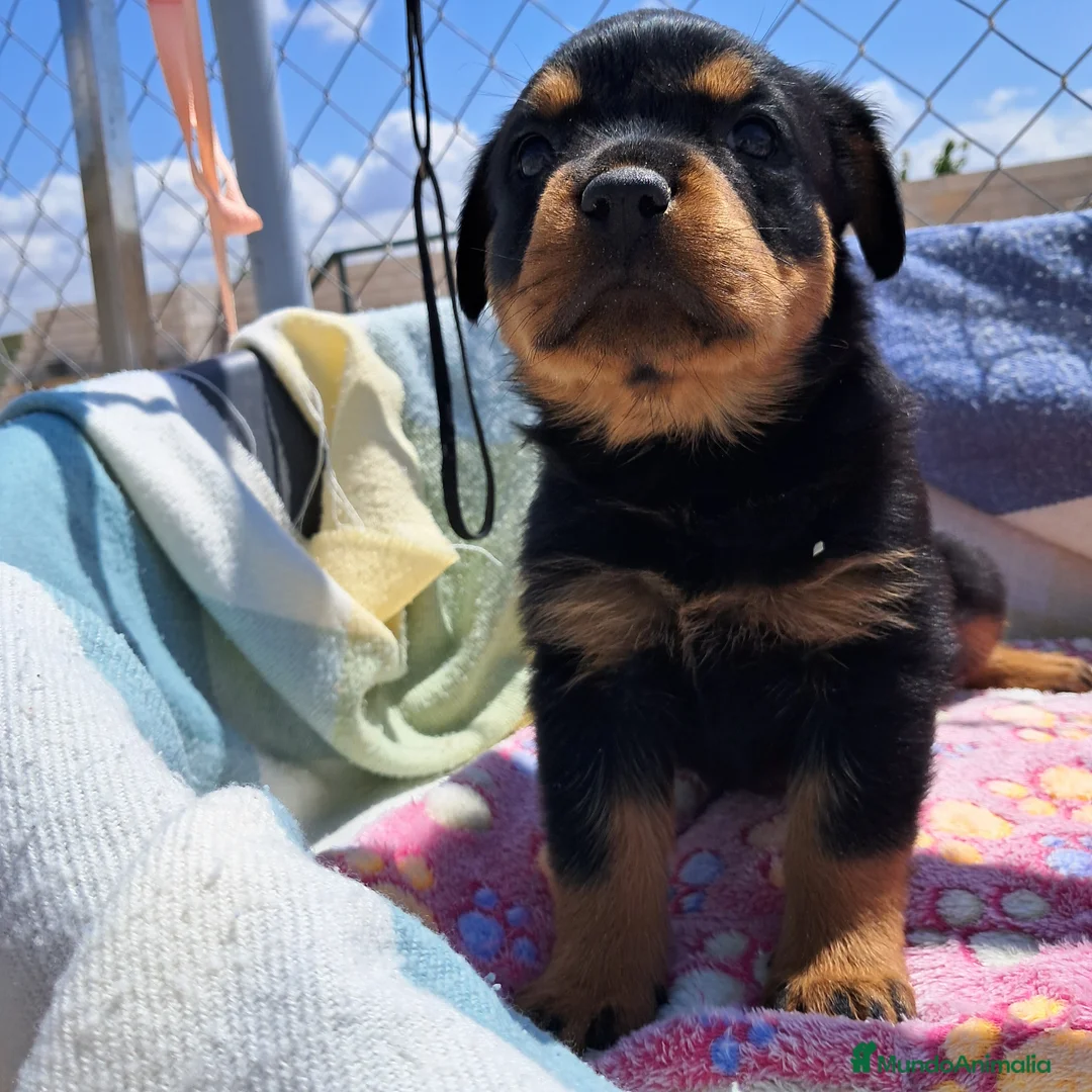 Rottweiler perros en venta: Bebés Rottweiler Machos  - Anuncio 1