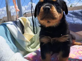 Rottweiler perros Bebés Rottweiler Machos - Anuncio 1