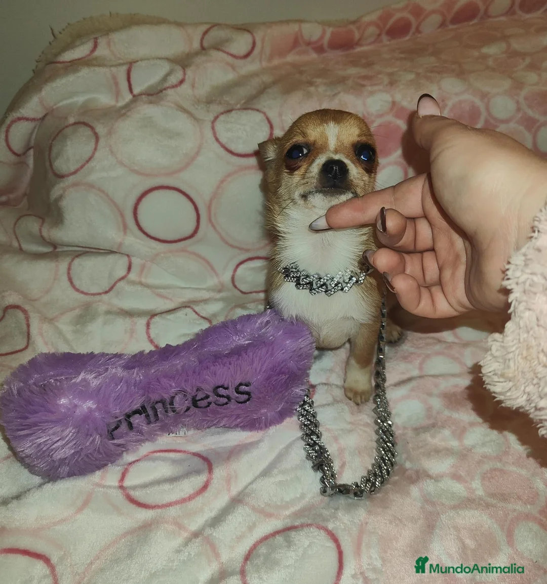 Chihuahua perros en venta: CHIHUAHUA HEMBRA MINI TOYS - Anuncio 1