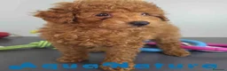 Caniche Toy perros en venta: Caniche Macho 1916 AQUANATURA - Anuncio 8
