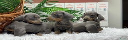 Teckel Miniatura perros en venta: TECKEL BLUE AND TAN - Anuncio 9