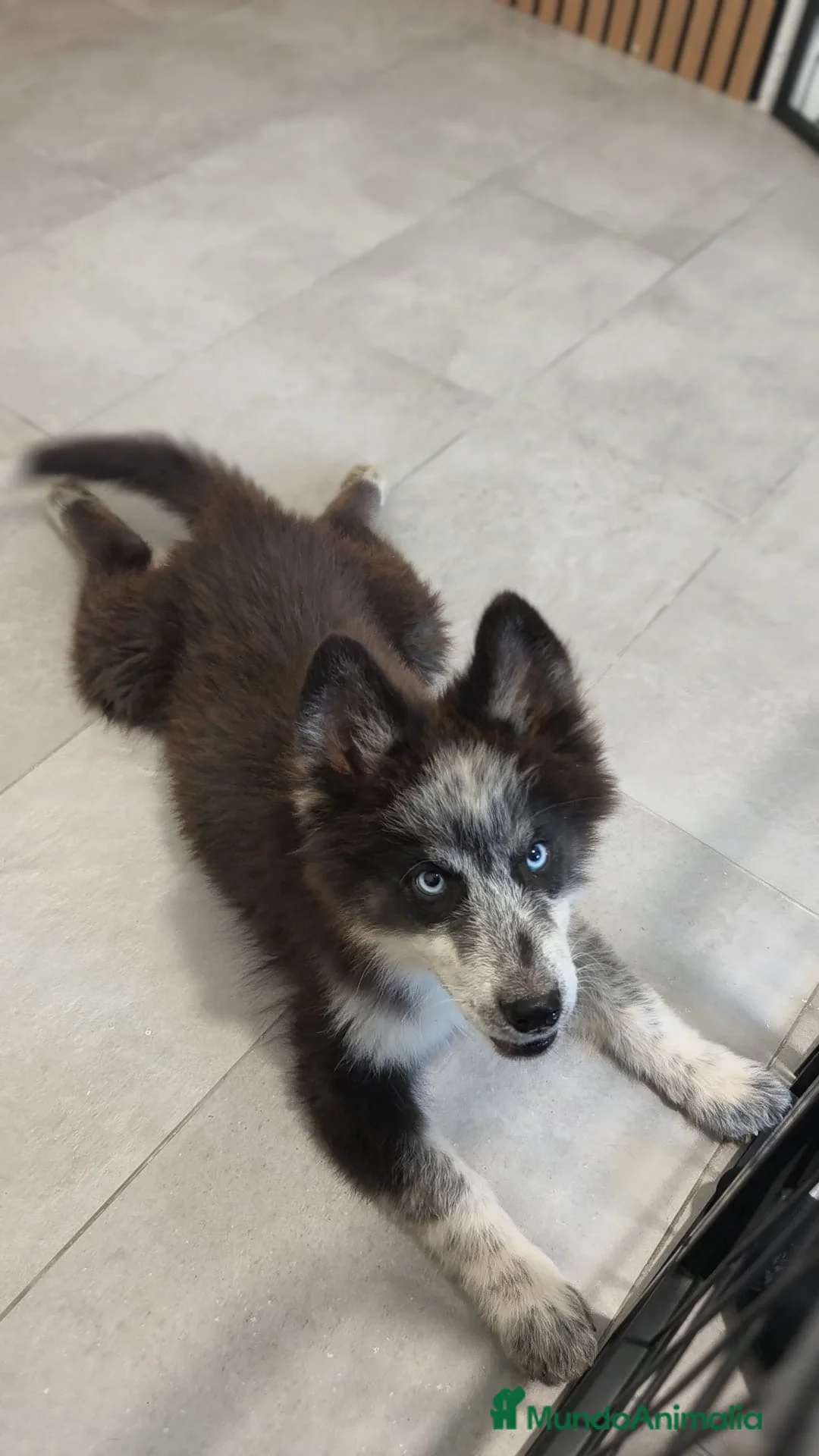Husky Siberiano perros en venta: Husky siberiano  - Anuncio 1