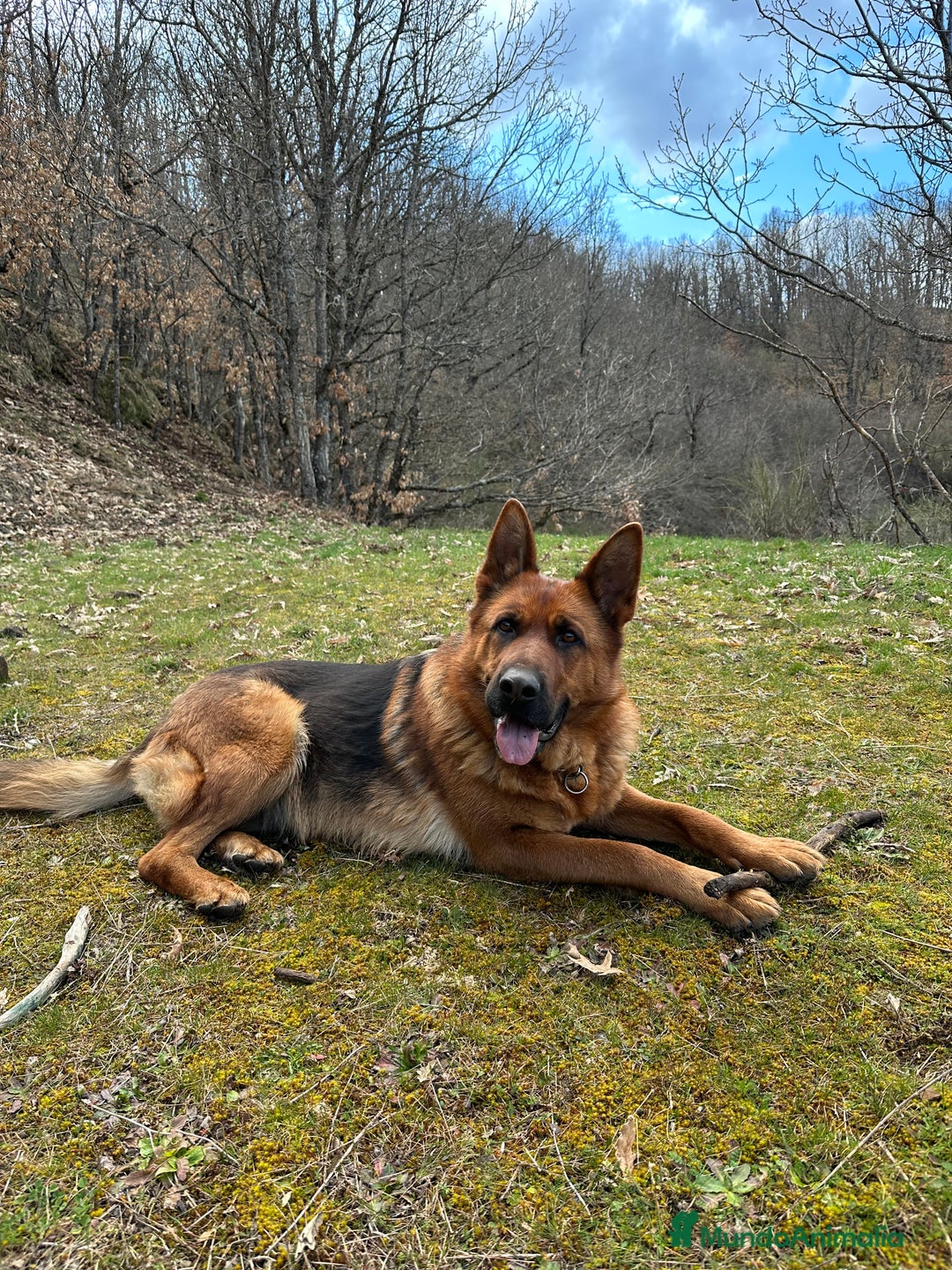 Pastor Alemán perros para monta: Pastor alemán para montas  - Anuncio 4