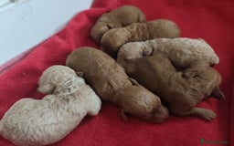 Caniche Toy perros en venta: Cachorritos Caniche Toy Rojo  - Imagen 10