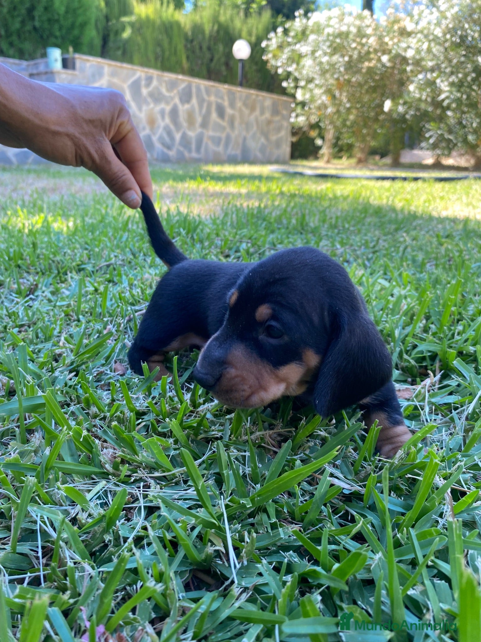 Teckel Miniatura perros Teckel Kaninchen. Excelente pedigree - Anuncio 23