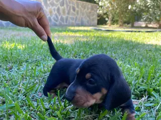 Teckel Miniatura perros Teckel Kaninchen. Excelente pedigree - Anuncio 23