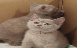 Británico de Pelo Corto gatos en venta: British Shorthair última hembra  - Imagen 17