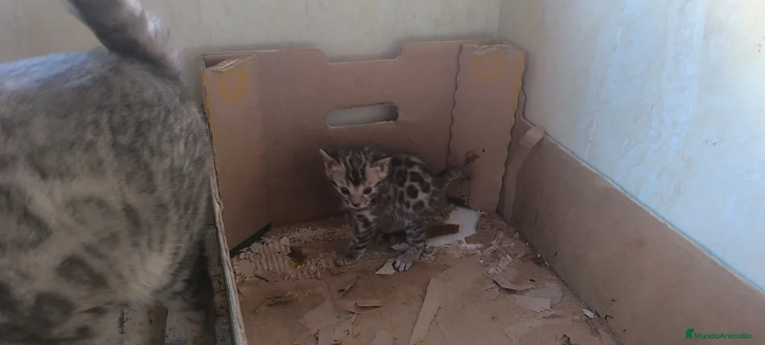 Bengalí gatos en venta: Camada preciosa BENGALÍ - Anuncio 2