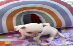 Chihuahua perros en venta: Chihuahua toy - Imagen 10