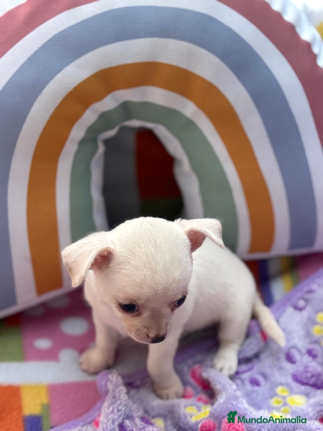 Chihuahua perros en venta: Chihuahua toy - Imagen 10