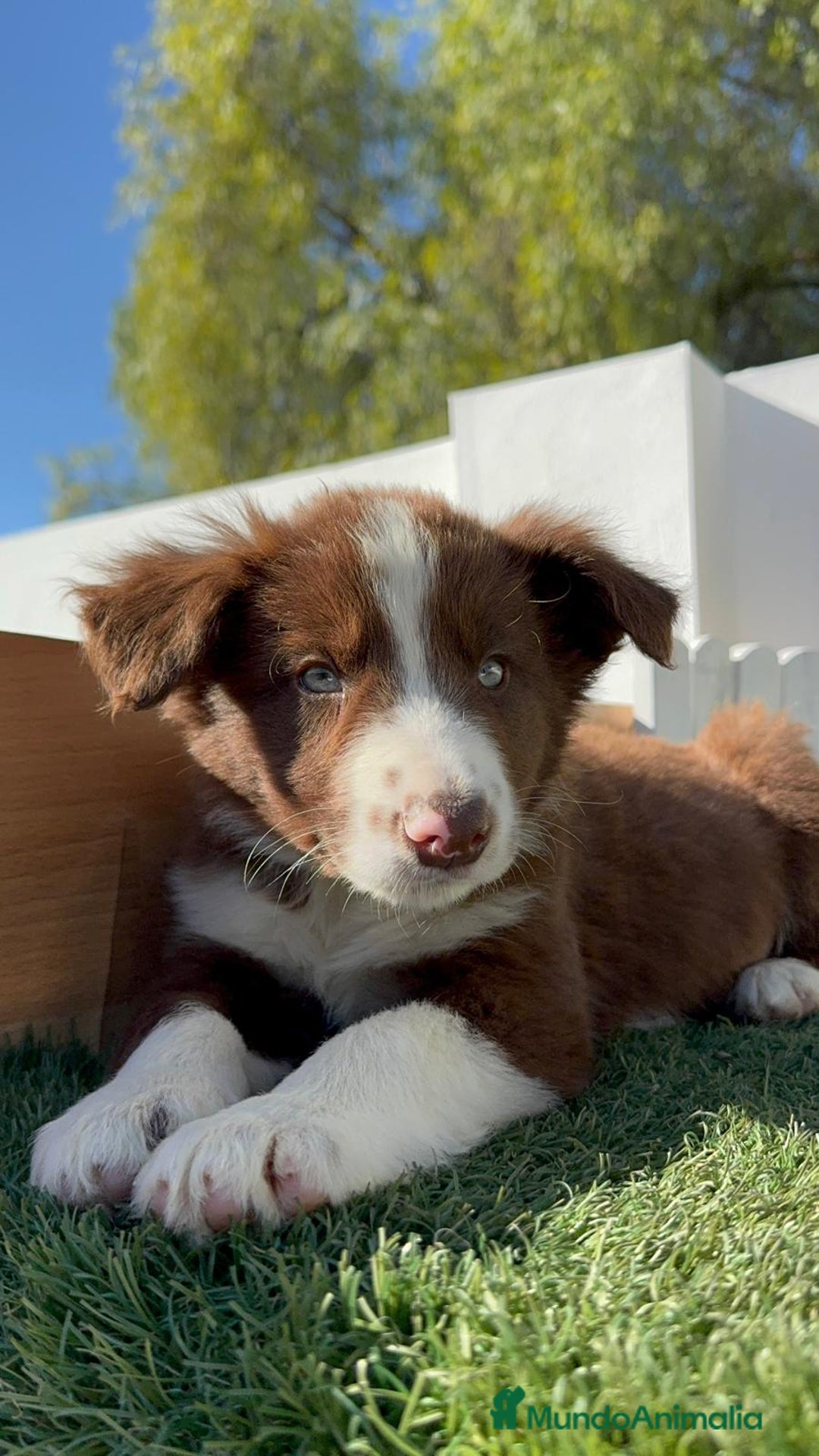Border Collie perros en venta: BORDER COLLIE MACHO - Anuncio 12