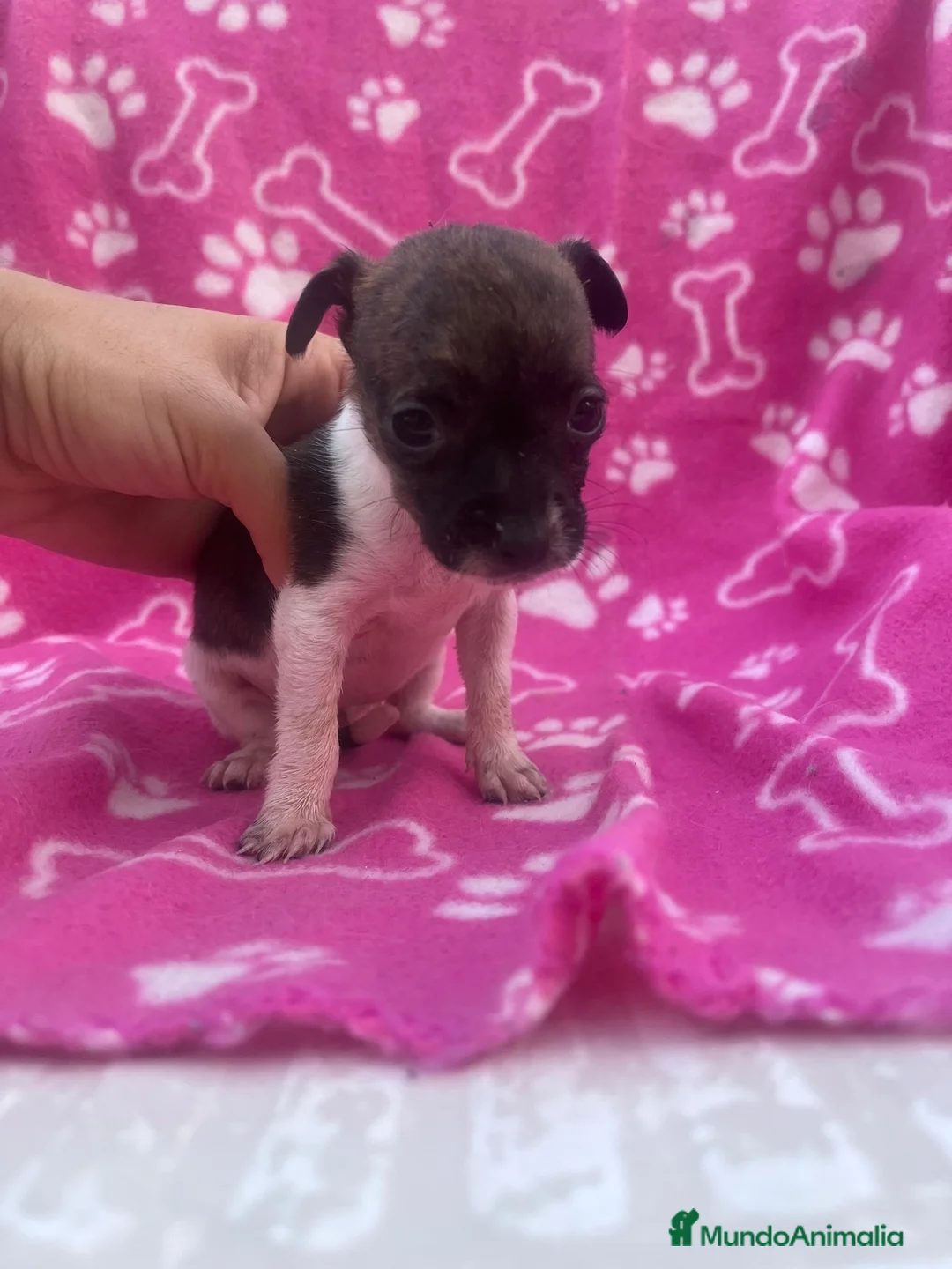 Raza Mixta perros en venta: PRECIOSA PAREJA leer bien anuncio  - Anuncio 5