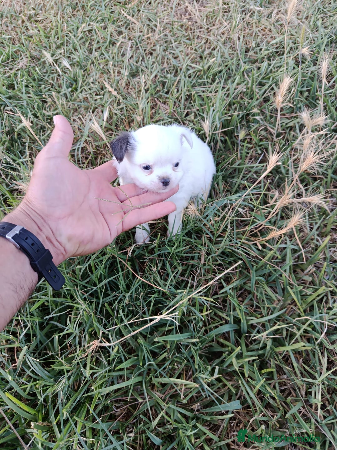 Chihuahua perros en venta: 🐶✨ Cachorros Chihuahua de Línea Exclusiva ✨🐶 - Imagen 21