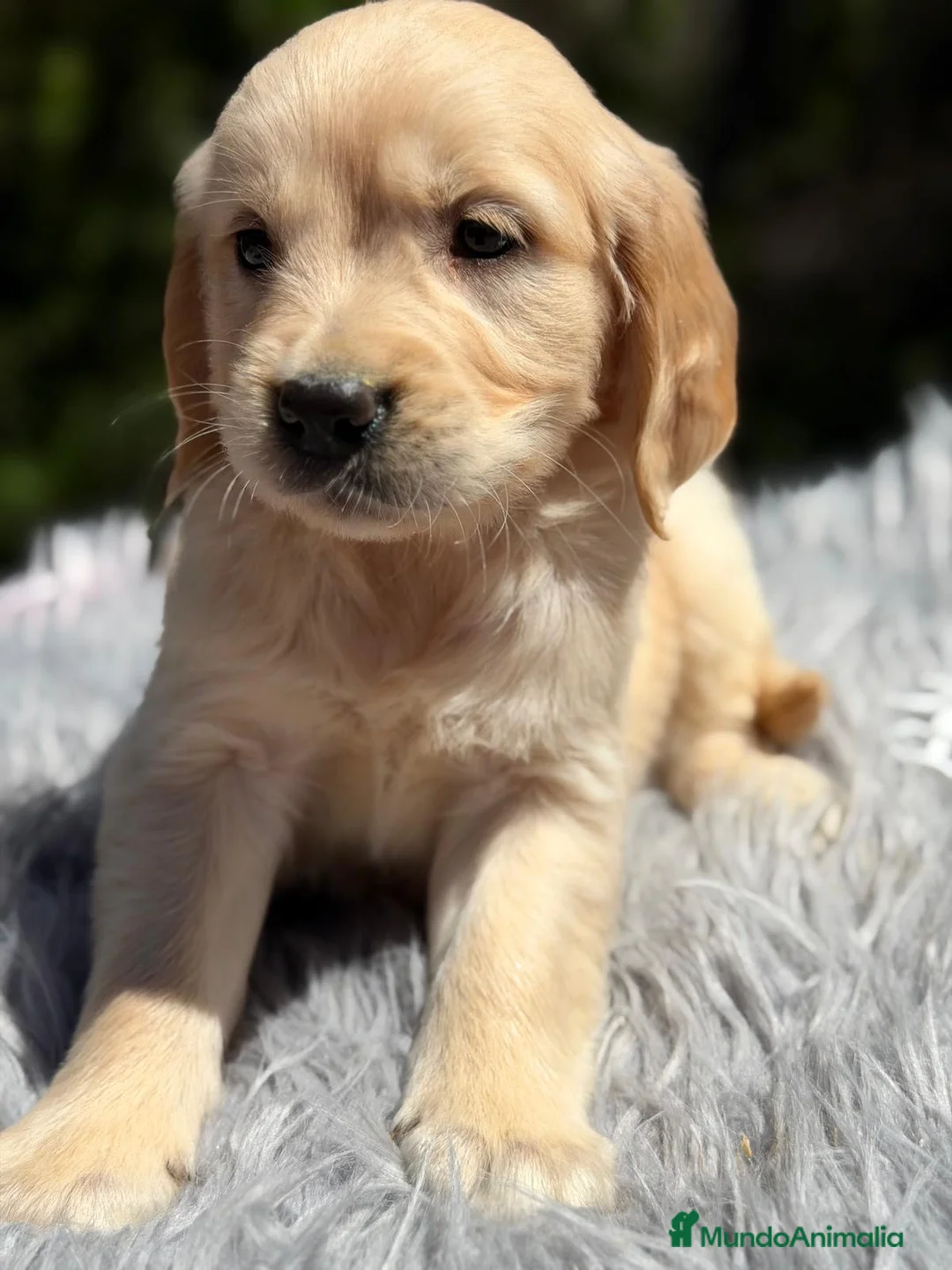 Golden Retriever perros en venta: EXCELENTE CAMADA DE GOLDEN RETRIEVER - Anuncio 2