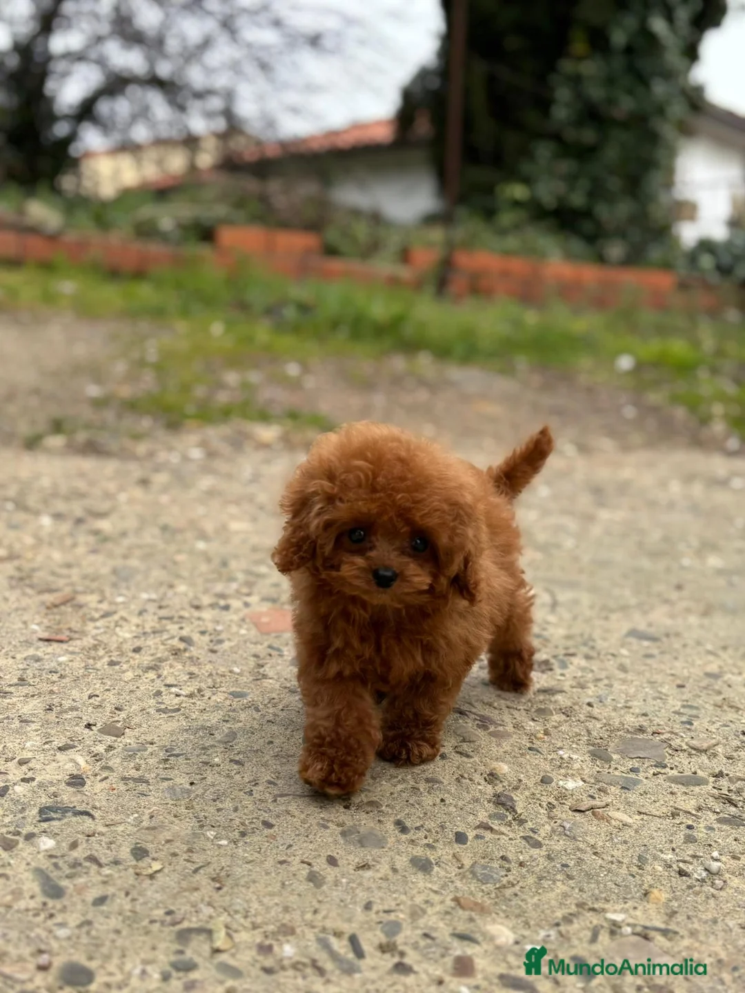 Caniche Toy perros en venta: Hembrita línea asiática 💯 micro  - Anuncio 5