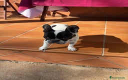 Bulldog Francés perros en venta: 3 hembras de bulldog francés  - Imagen 8