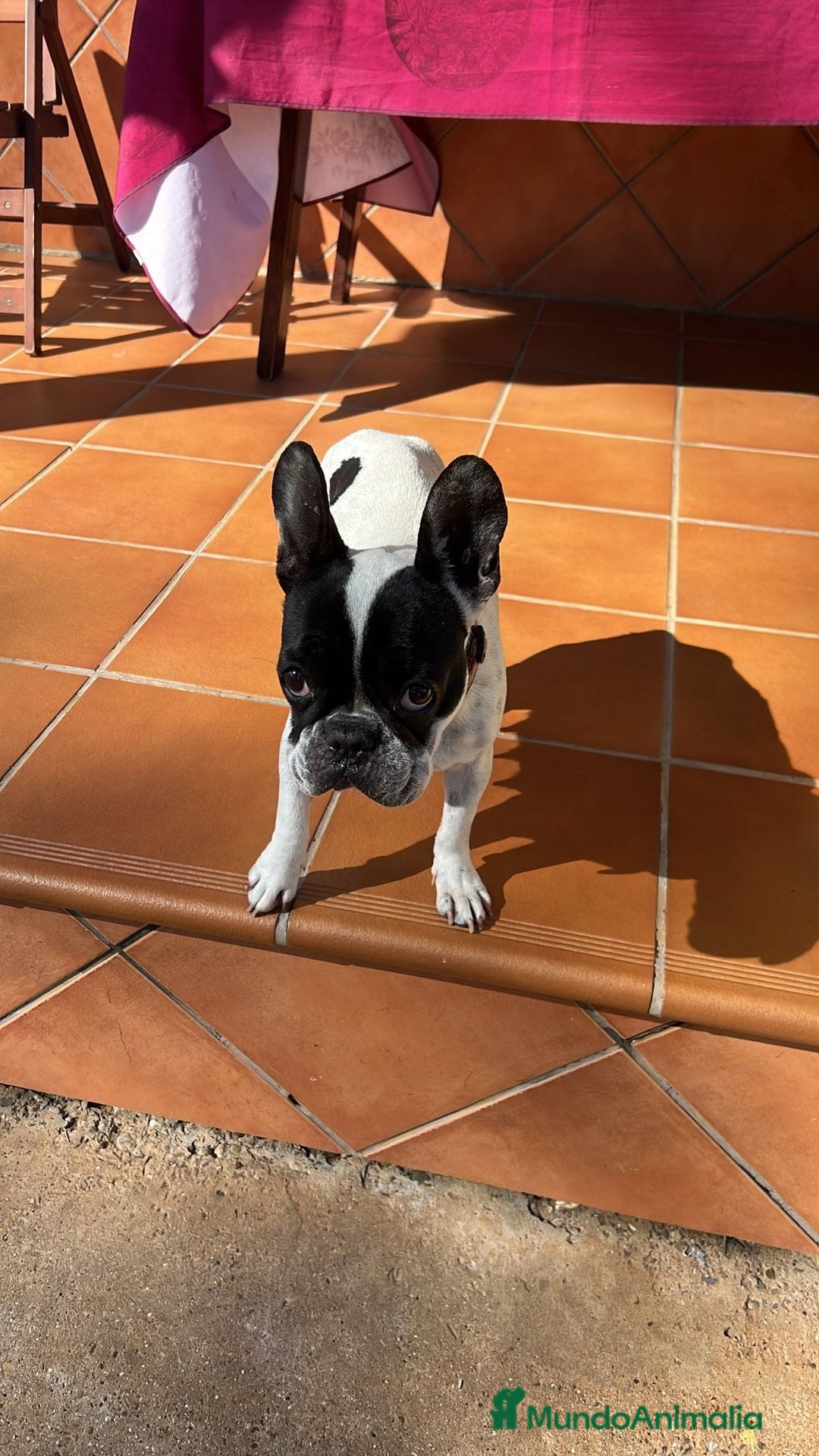 Bulldog Francés perros en venta: 3 hembras de bulldog francés  - Imagen 8