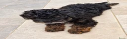 Caniche Enano perros en venta: 🐾 ¡UNA PEQUEÑA JOYA TRICOLOR BUSCA FAMILIA! 🐶❤️ - Anuncio 4
