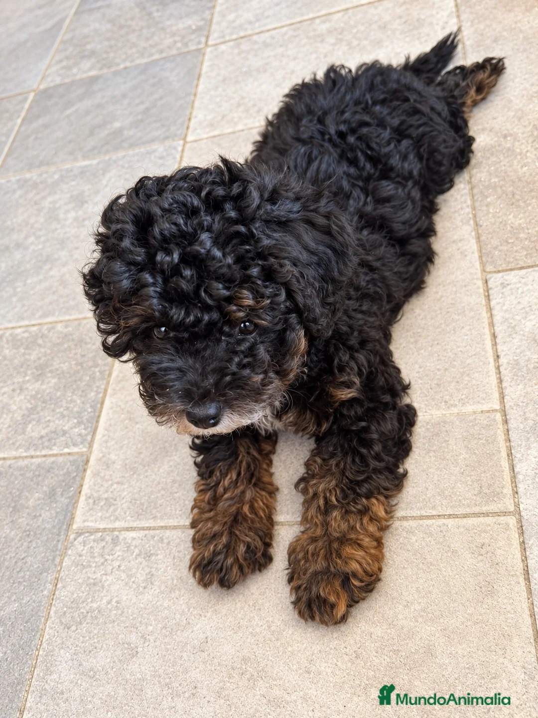 Caniche Enano perros en venta: 🐾 ¡UNA PEQUEÑA JOYA TRICOLOR BUSCA FAMILIA! 🐶❤️ - Anuncio 4