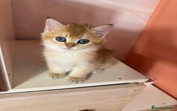 Británico de Pelo Corto gatos en venta: British golden en venta, macho y hembra - Imagen 9